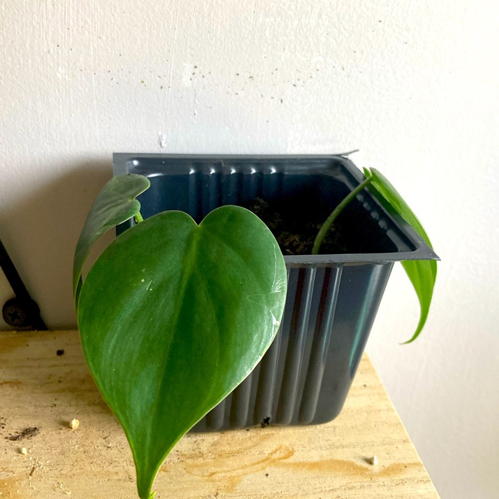 Heartleaf philodendron plant